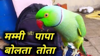 Mummy Bolne Wala Tota 🦜 Talking Parrot 🦜 Bolne Wala Mitthu Mitthu 🥴 Tota Tota [upl. by Marlee17]