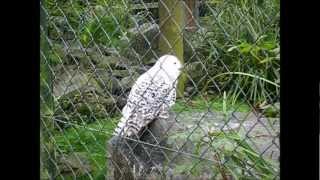 snowy owl screech [upl. by Aissatsan944]