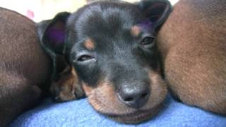 Dachshund  Cute 6 Week Old Puppies [upl. by Orgel670]