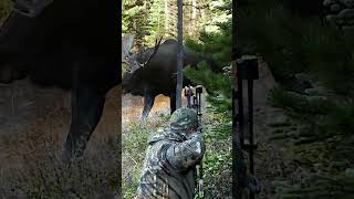 A bull moose grunting with every step is one of those sounds youll never forget bowhunting moose [upl. by Ahsata]