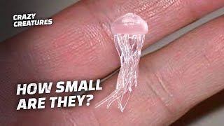 This Jellyfish the Size of a Fingernail Can Kill You [upl. by Nnelg]