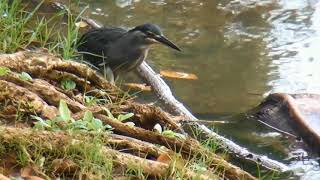 Зеленая квакваStriated Heron [upl. by Ainet246]