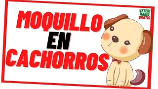 Moquillo en Cachorros Recién nacidos y 2 meses 🔴¿Cuales son los síntomas del Moquillo en los Perros [upl. by Eidderf379]