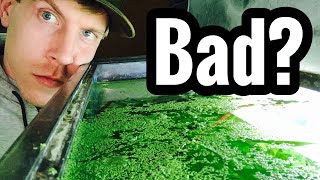 Aquarium Duckweed Benefits Removal amp Control [upl. by Papert]