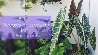 5 Tips Alocasia Amazonica  Polly Plant Care [upl. by Derfnam]