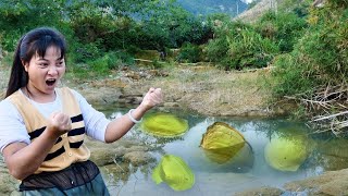 Discovering the confusing golden clam the pearl was very tempting and the girl was excited [upl. by Noired]