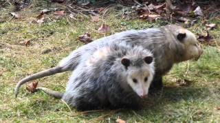 Possum Love  Mississauga ON Canada [upl. by Harvey]