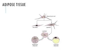 HISTOLOGY 101 ADIPOSE TISSUES [upl. by Minny]