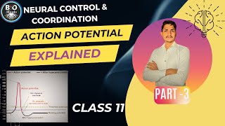 Action Potential Absolute and Relative Refractory Periodbioroots actionpotential neet class11 [upl. by Fulbert]