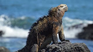 Wildlife of the Galápagos Islands [upl. by Eimrej]