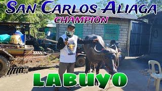 EP1067 Labuyo ng lafurisima champion Super Rookie [upl. by Schechinger]