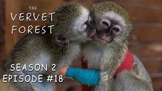 Baby Monkeys Injured in Fight  Vera Meets New Foster Moms  Vervet Forest  S2 Ep18 [upl. by Urbai]