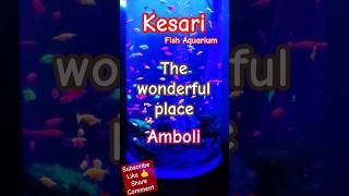 Fish Aquarium kesari amboli fishaquarium sawantwadi shorts trending viralvideo viralshorts [upl. by Ocramed]