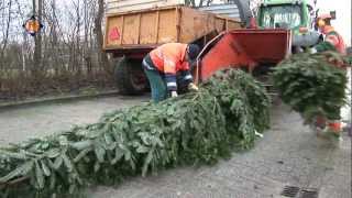 Inzameling kerstbomen in Hollands Kroon [upl. by Mot]