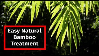 The Secret to LongLasting Bamboo Treating Bamboo with Borax and Boric Acid [upl. by Legnalos10]