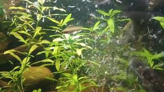 snakehead  Channa Stewartii feeding biotop aquarium [upl. by Kronfeld]