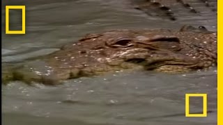 Crocodiles in Love  National Geographic [upl. by Aldarcy]