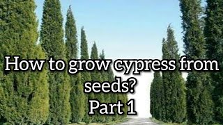 How to grow cypress from seeds [upl. by Sasnett764]