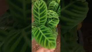 Goeppertia zebrina Plant care 🌿 how to grow Goeppertia zebrina Plant  गार्डन की देखभाल [upl. by Accemahs]