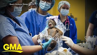 Baby orangutan born at Florida zoo [upl. by Anilosi70]