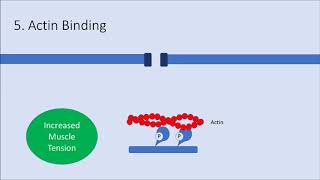 Human Physiology Smooth Muscle Contraction [upl. by Zwick136]