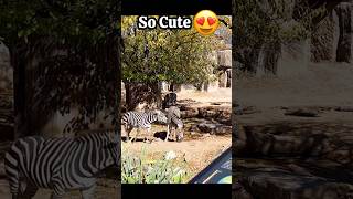 Cute Animal Zebra  Zebra Video shorts zebra philadelphia zoo tiktok [upl. by Pliam715]