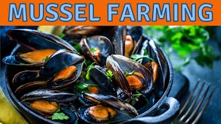 Is Farming Mussels The Most Sustainable Seafood Grown in Aquaculture [upl. by Latnahs583]