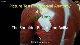 Picture tests in upper limb anatomy shoulder region and axilla 4 [upl. by Yelich]