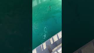 Releasing Blue Parrotfish in the Keys [upl. by Enaed]