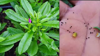 HOW TO KNOW THE RIGHT WATERLEAF SEEDS TO PLANT [upl. by Solitta523]