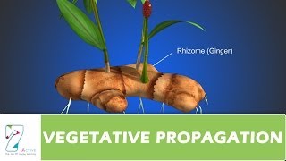 VEGETATIVE PROPAGATION [upl. by Noryd]