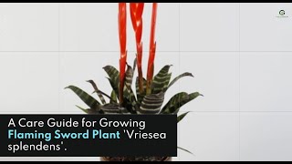 An Amazing World of the Flaming Sword Plant Vriesea Splendens – A Care Guide for Growing [upl. by Aldus]