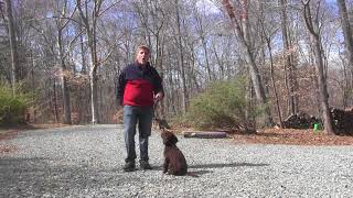 Chocolate Labradoodle Puppy Training Winston Salem  Twiggy [upl. by Nnahgiel]