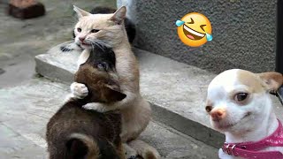 Funniest Cats And Dogs Videos 😁  Best Funny Animal Videos 2024 🥰14 [upl. by Marta]