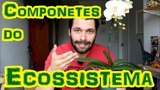 ECOSSISTEMA Componentes BióticosAbióticos e Funcionamento Geral [upl. by Andee]