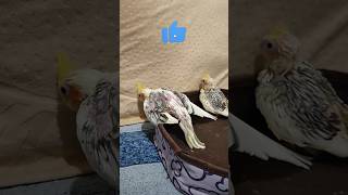 ПОБІГЛИ ГУЛЯТИ  shorts corellaparrot parrot [upl. by Edge]