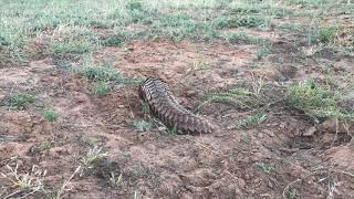 Pangolin quotIetermagogquot Uncurling and Walking Away 20180526 [upl. by Lupita]