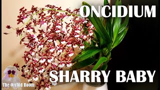 Oncidium Sharry Baby  Info Care Tips 100s of Flowers Fragrance Overload [upl. by Marabel]