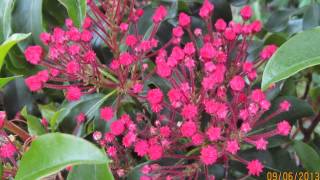 Kalmia latifolia Carol  Breitblättrige Lorbeerrose Carol [upl. by Buzz]