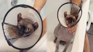 Cat cleaning  Black hairless cat  The groomer couldnt hold back and scared everyone [upl. by Purity]