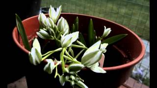 Ornithogalum balansae [upl. by Esilana311]