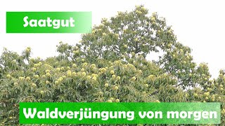 Das richtige Saatgut für den Baum von morgen finden [upl. by Wilda]