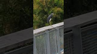 Tricolored Heron has Slate Blue Wings White Belly amp Yellow Legs on Boardwalk of Solary Park Oviedo [upl. by Hallvard411]