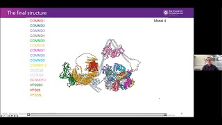 Structure of Commander complex mutated in RSScombining crystallography cryoEM amp AlphaFold2 [upl. by Akkahs989]