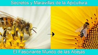 El Fascinante Mundo de las Abejas Secretos y Maravillas de la Apicultura 🌟🌟 [upl. by Ilatfen]