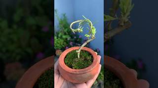 Small portulaca bonsai mygardenview youtubeshorts [upl. by Htieh245]