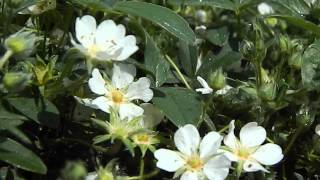 Potentilla tridentata Nuuk [upl. by Nester]