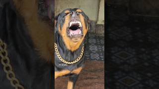 Angry dog barking sound angrypets cuteanimal angrypuppy cutepuppy pets angrydog funny [upl. by Obidiah]