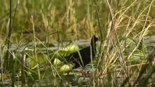 Allens Gallinule [upl. by Schnorr]