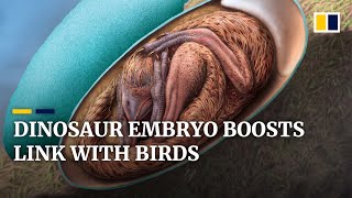 Inside Portugals dinosaur embryo discovery  BBC News [upl. by Adorl]